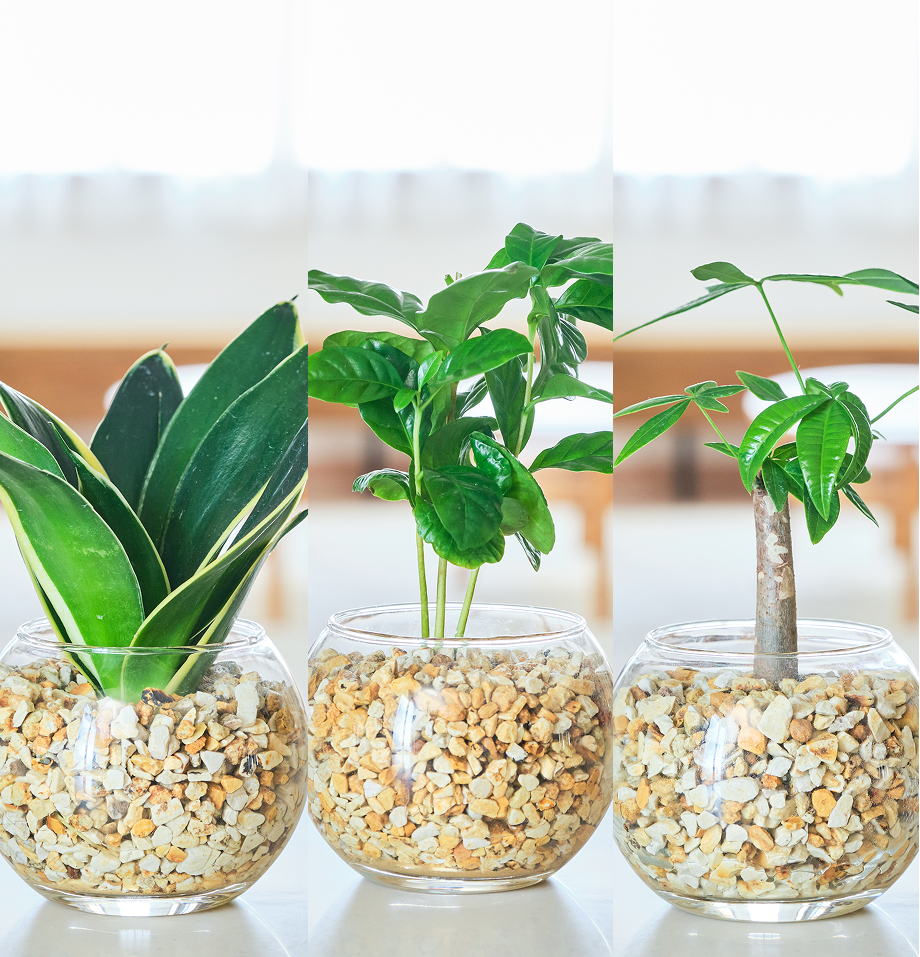 ガラスボールの育てるインテリア・選べる3点セット
