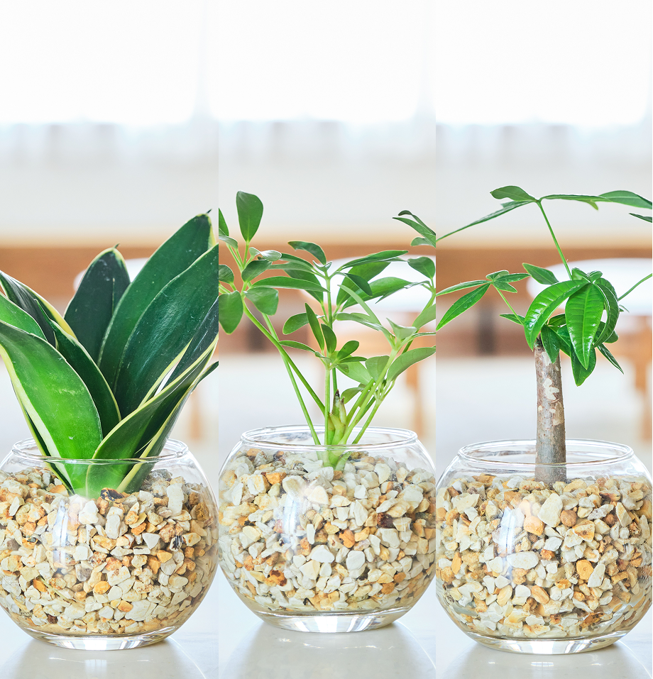 ガラスボールの育てるインテリア・選べる3点セット