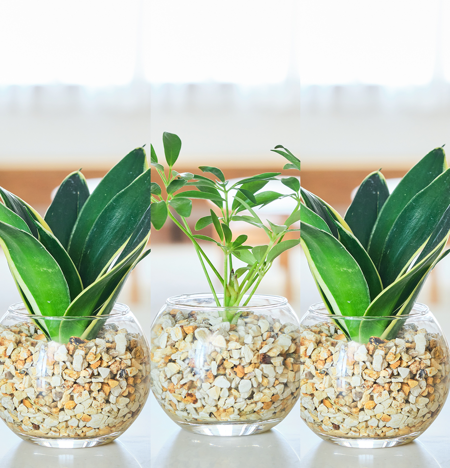 ガラスボールの育てるインテリア・選べる3点セット