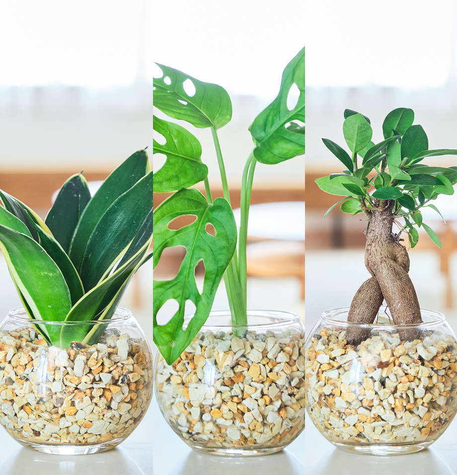 ガラスボールの育てるインテリア・選べる3点セット