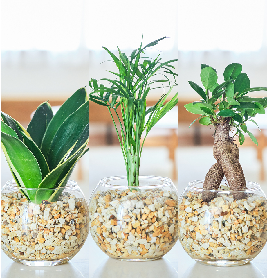 ガラスボールの育てるインテリア・選べる3点セット