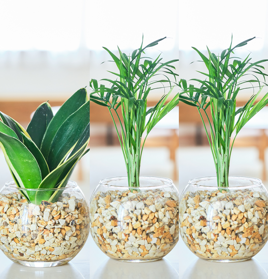 ガラスボールの育てるインテリア・選べる3点セット