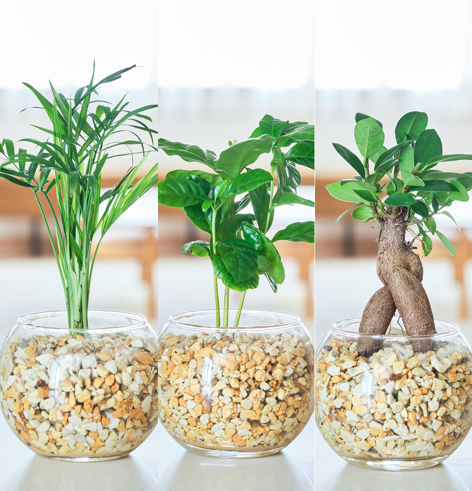 ガラスボールの育てるインテリア・選べる3点セット