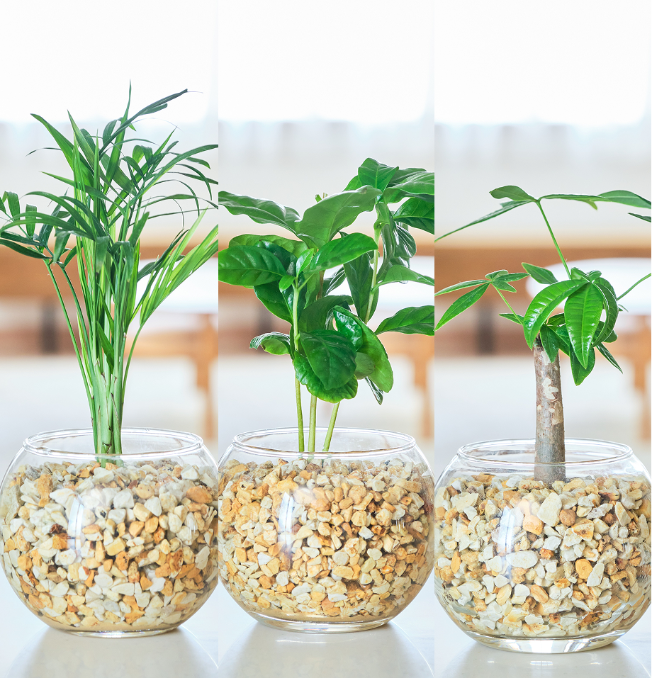 ガラスボールの育てるインテリア・選べる3点セット