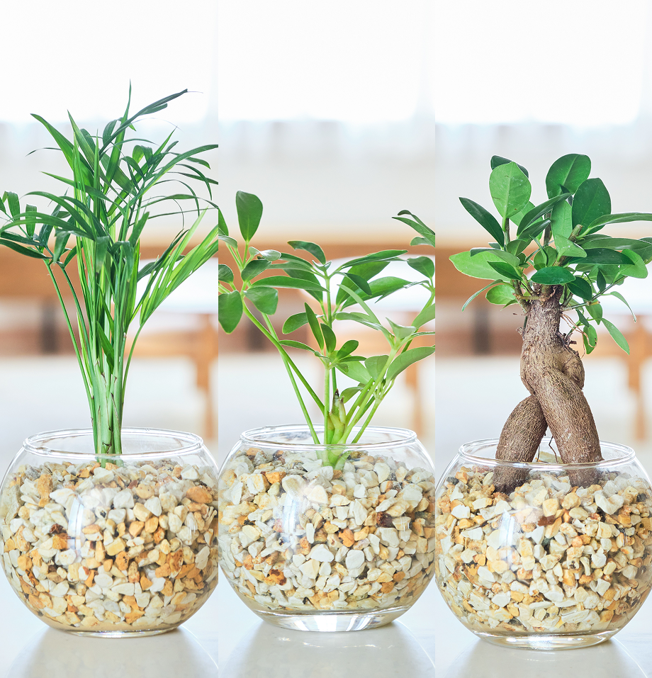 ガラスボールの育てるインテリア・選べる3点セット