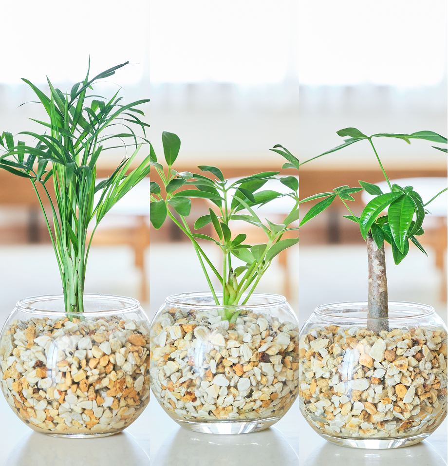ガラスボールの育てるインテリア・選べる3点セット