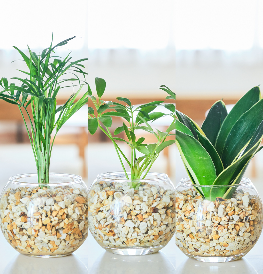 ガラスボールの育てるインテリア・選べる3点セット