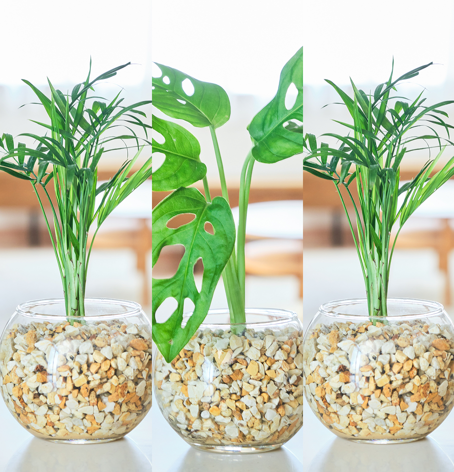 ガラスボールの育てるインテリア・選べる3点セット