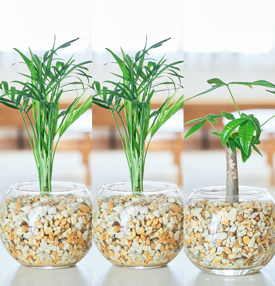 ガラスボールの育てるインテリア・選べる3点セット