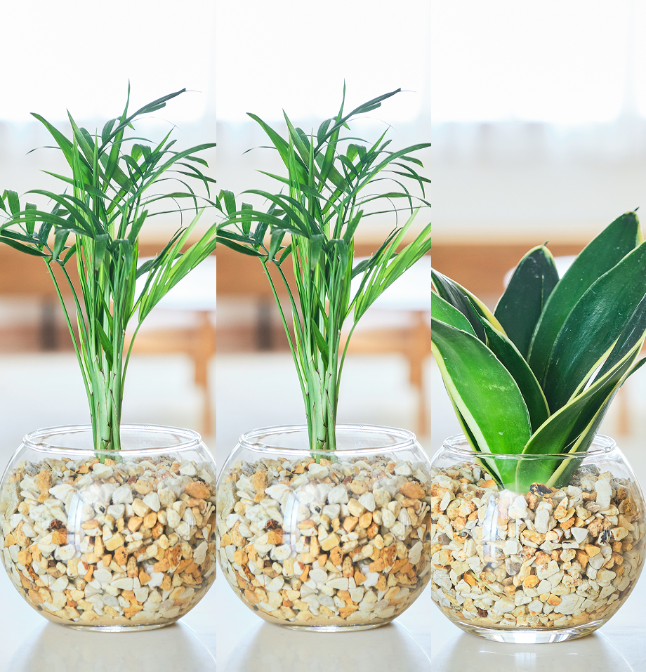 ガラスボールの育てるインテリア・選べる3点セット