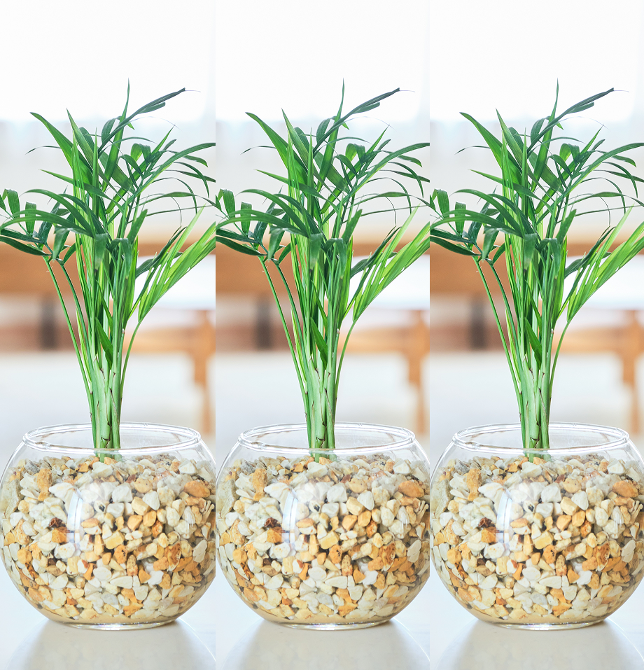 ガラスボールの育てるインテリア・選べる3点セット