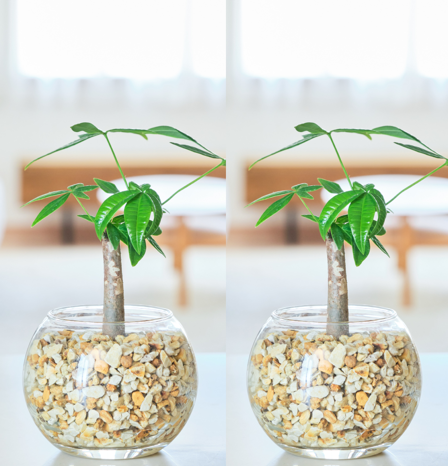 ガラスボールの育てるインテリア・選べる2点セット