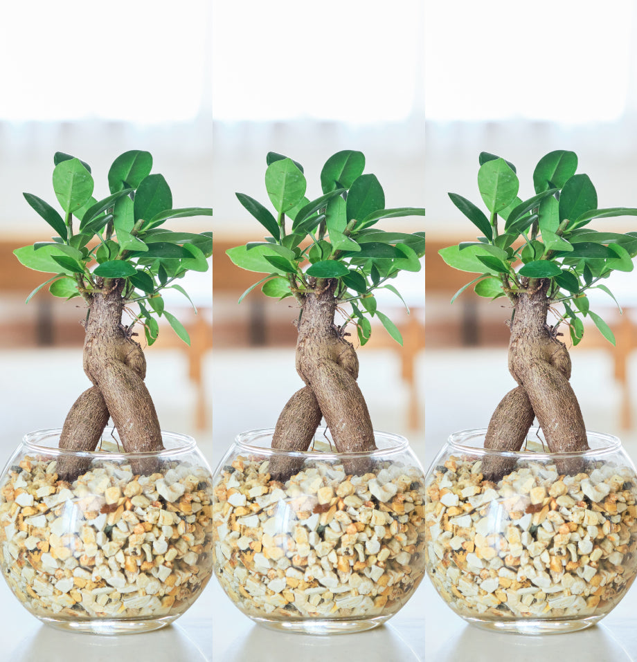ガラスボールの育てるインテリア・選べる3点セット