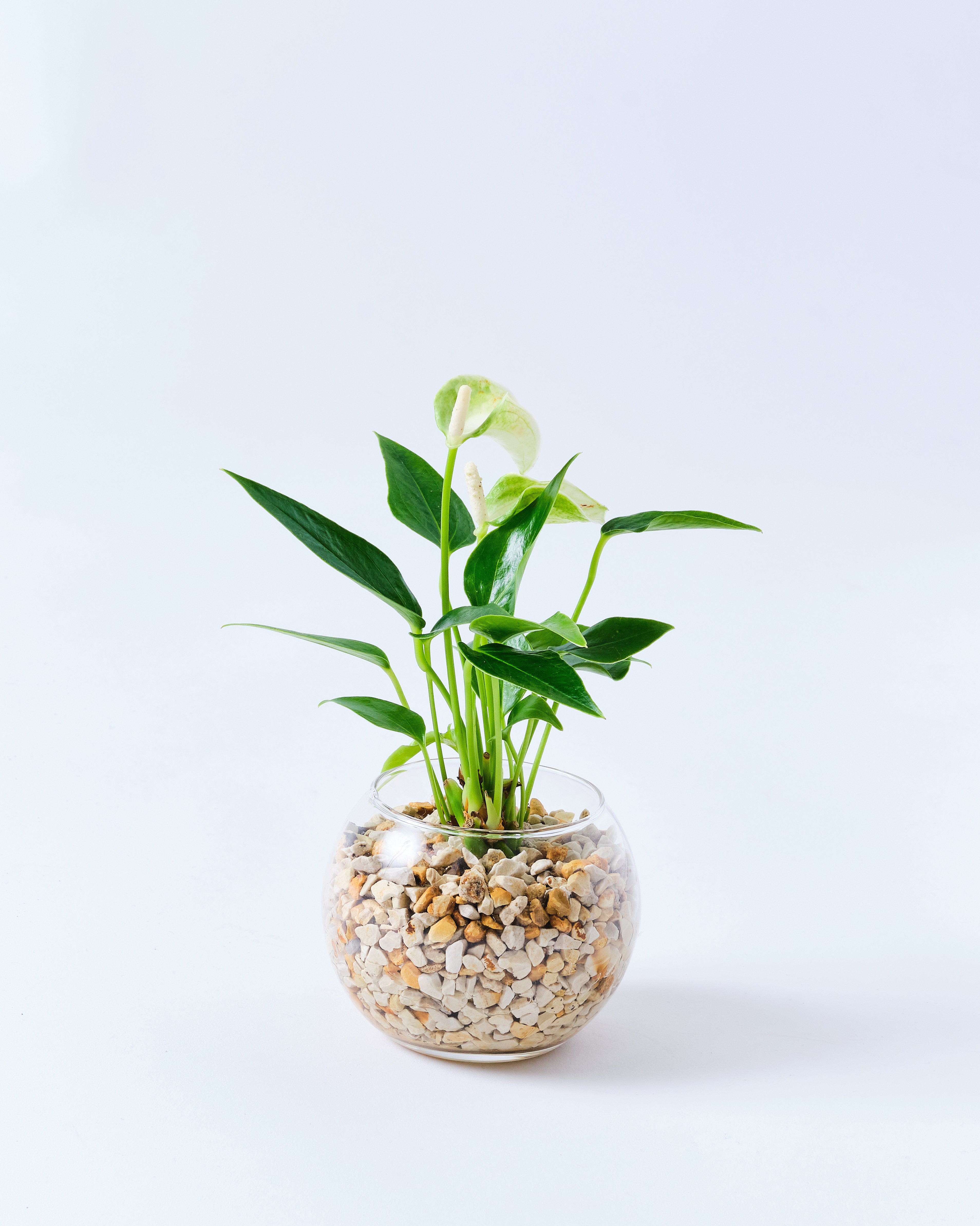 ガラスボールのホワイト・アンスリウム