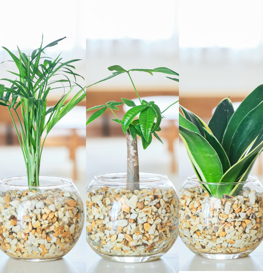 ガラスボールの育てるインテリア・選べる3点セット