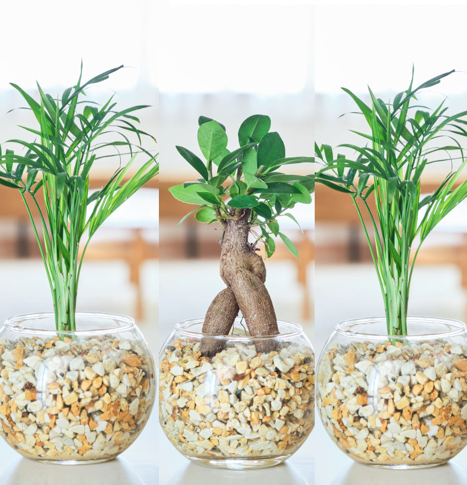 ガラスボールの育てるインテリア・選べる3点セット