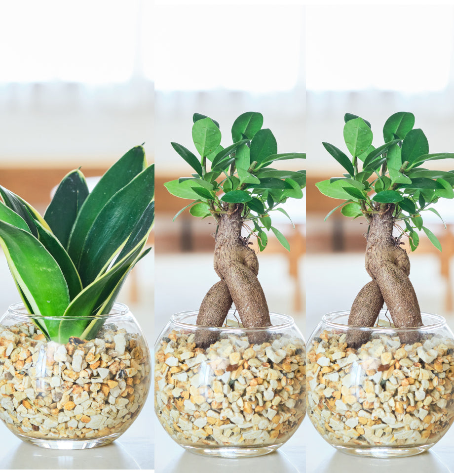 ガラスボールの育てるインテリア・選べる3点セット