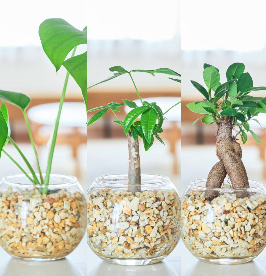 ガラスボールの育てるインテリア・選べる3点セット