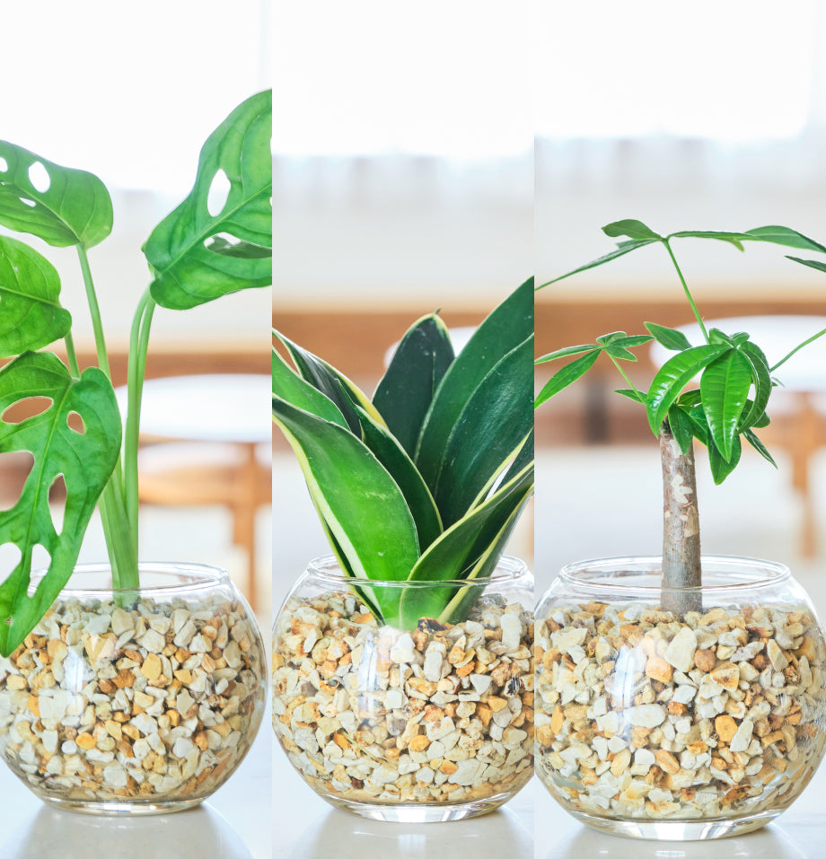 ガラスボールの育てるインテリア・選べる3点セット