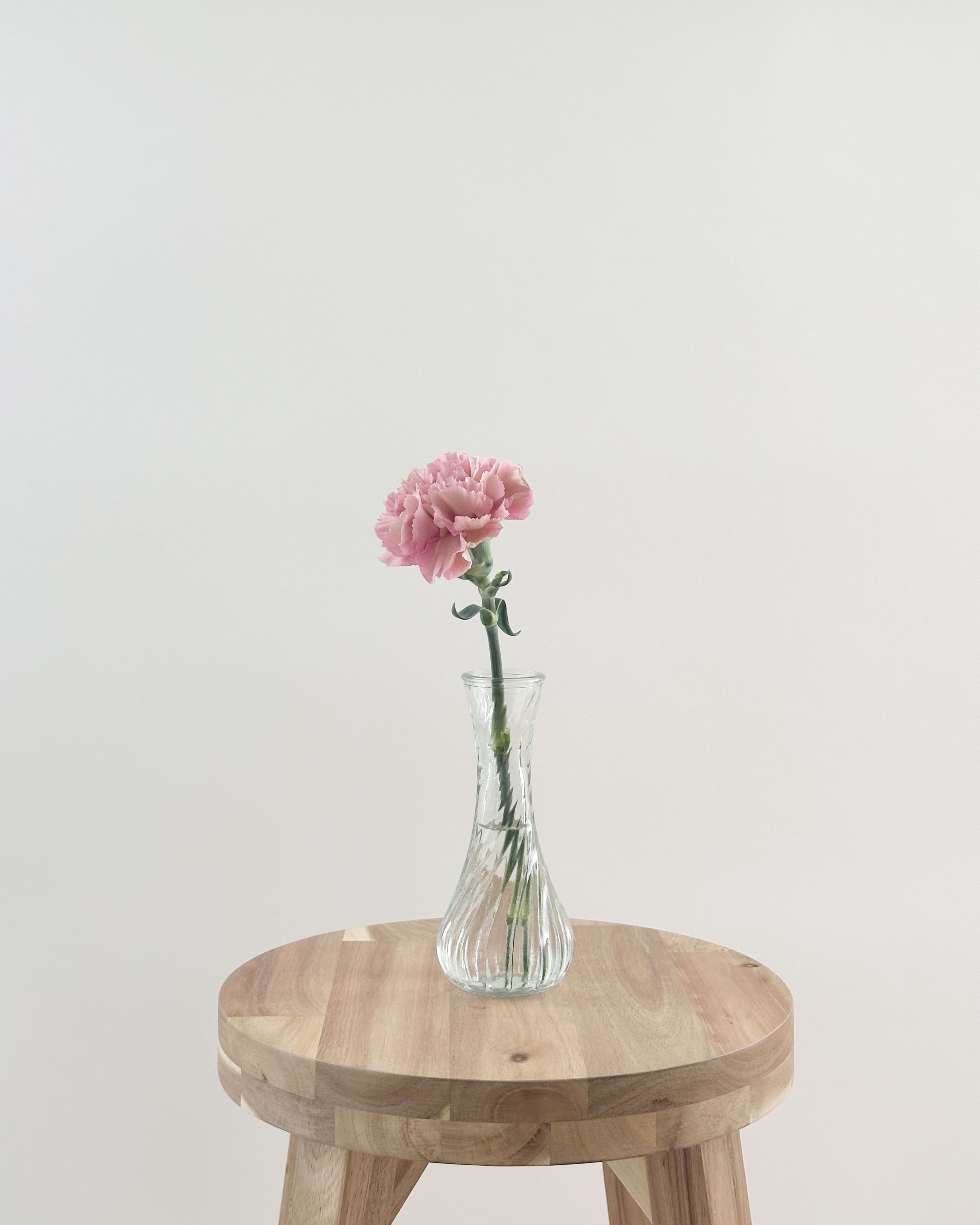 carnation-itirin-pink