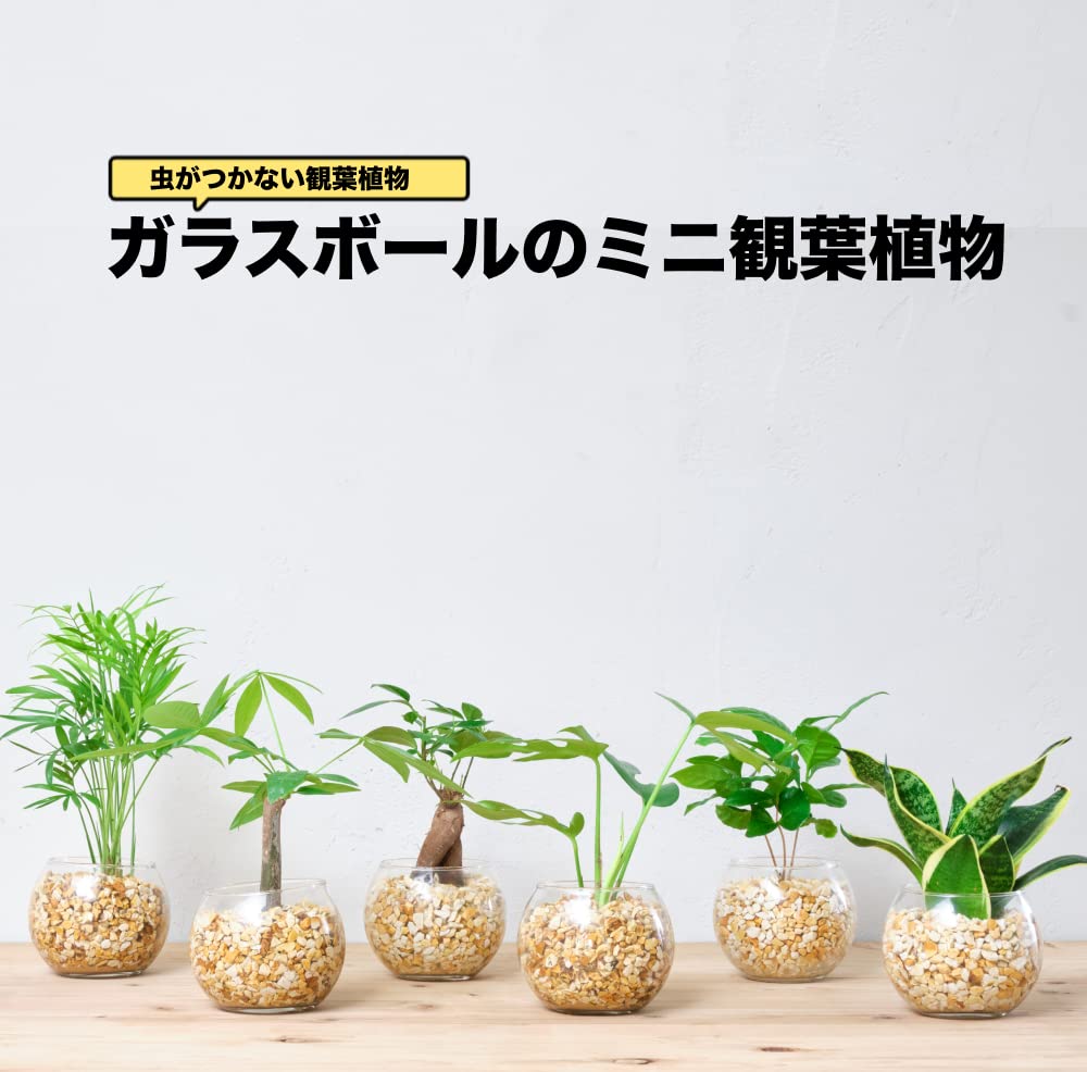 サンスベリア スクエア ガラス容器 ハイドロカルチャー 高さ約15CM