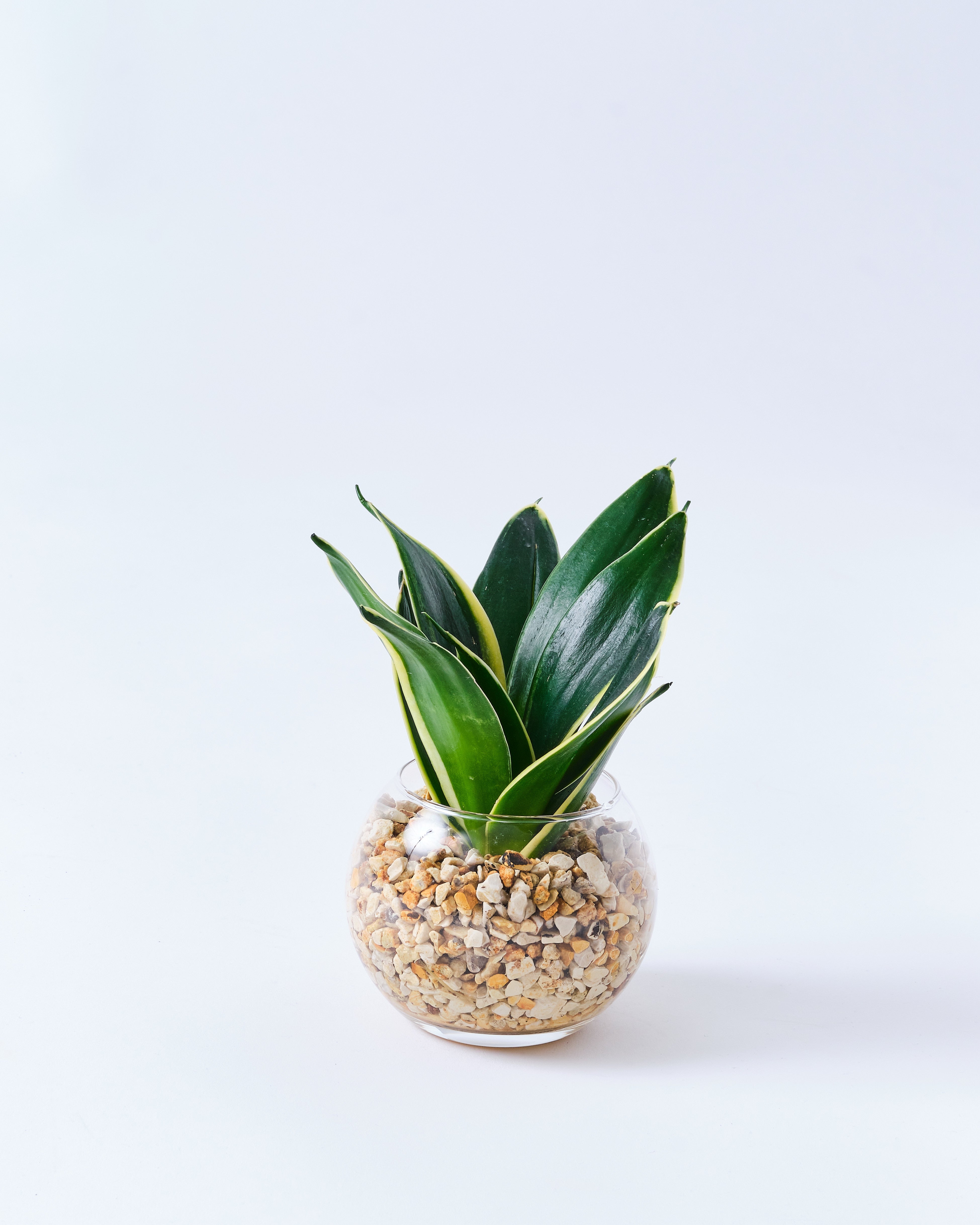 ガラスボールのサンスベリア・ハニーボニー