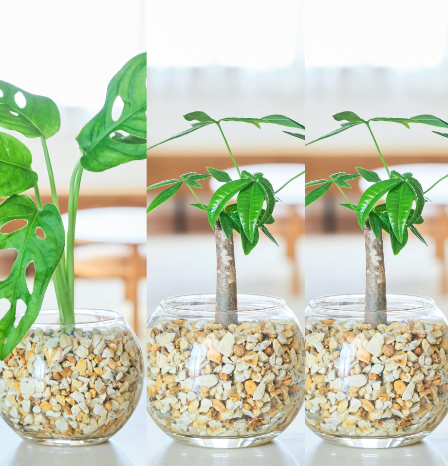 ガラスボールの育てるインテリア・選べる3点セット