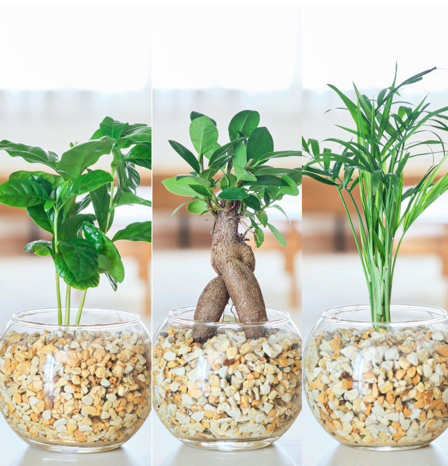 ガラスボールの育てるインテリア・選べる3点セット