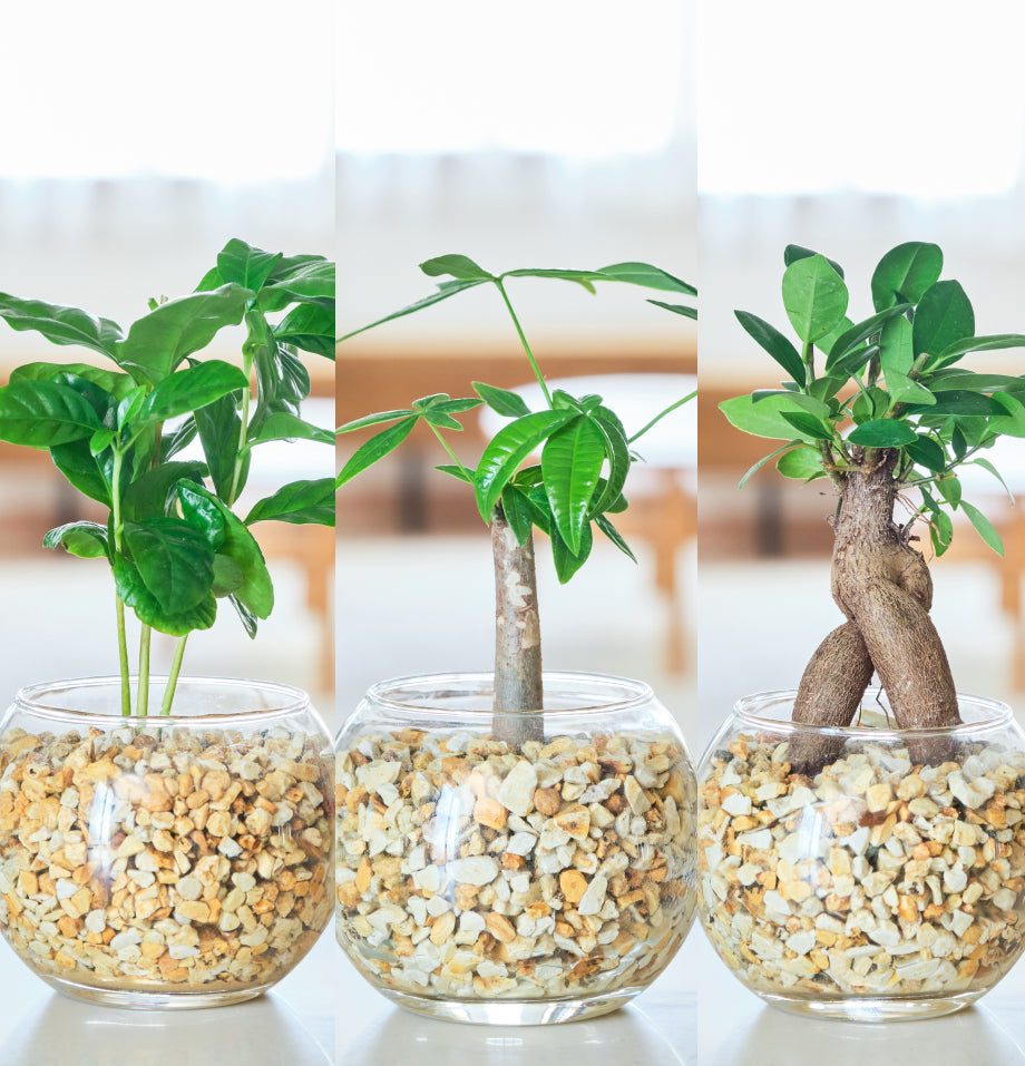 ガラスボールの育てるインテリア・選べる3点セット