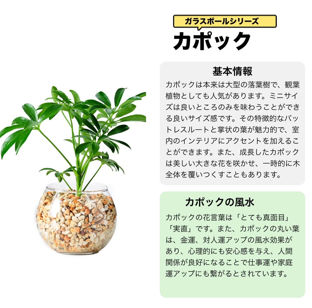 カポック ハイドロカルチャー 高さ約15cm