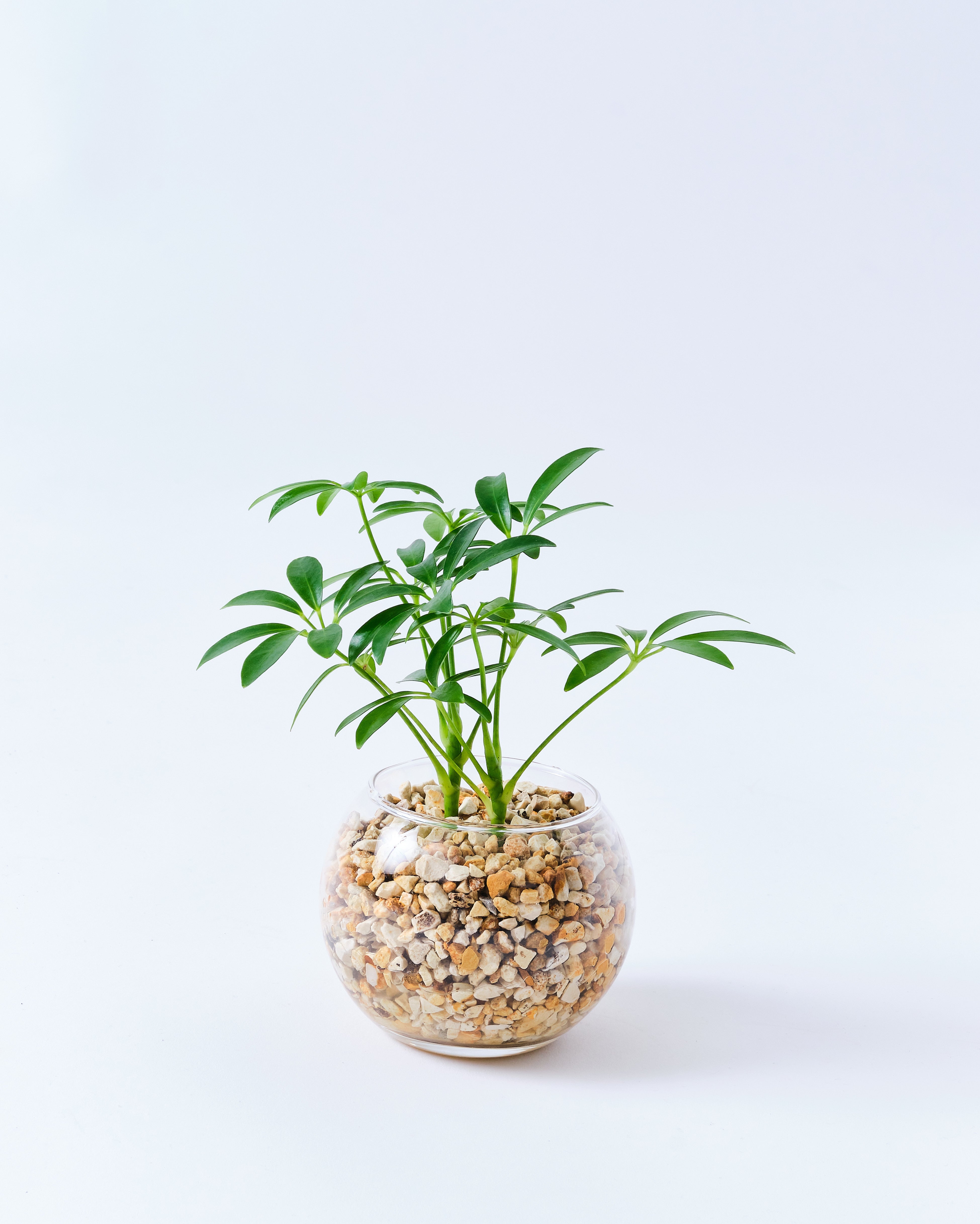 ガラスボールのカポック