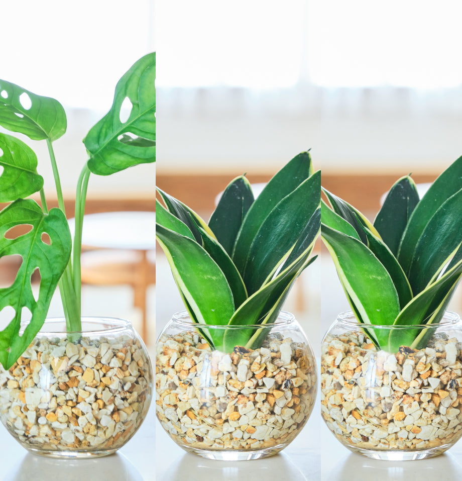 ガラスボールの育てるインテリア・選べる3点セット