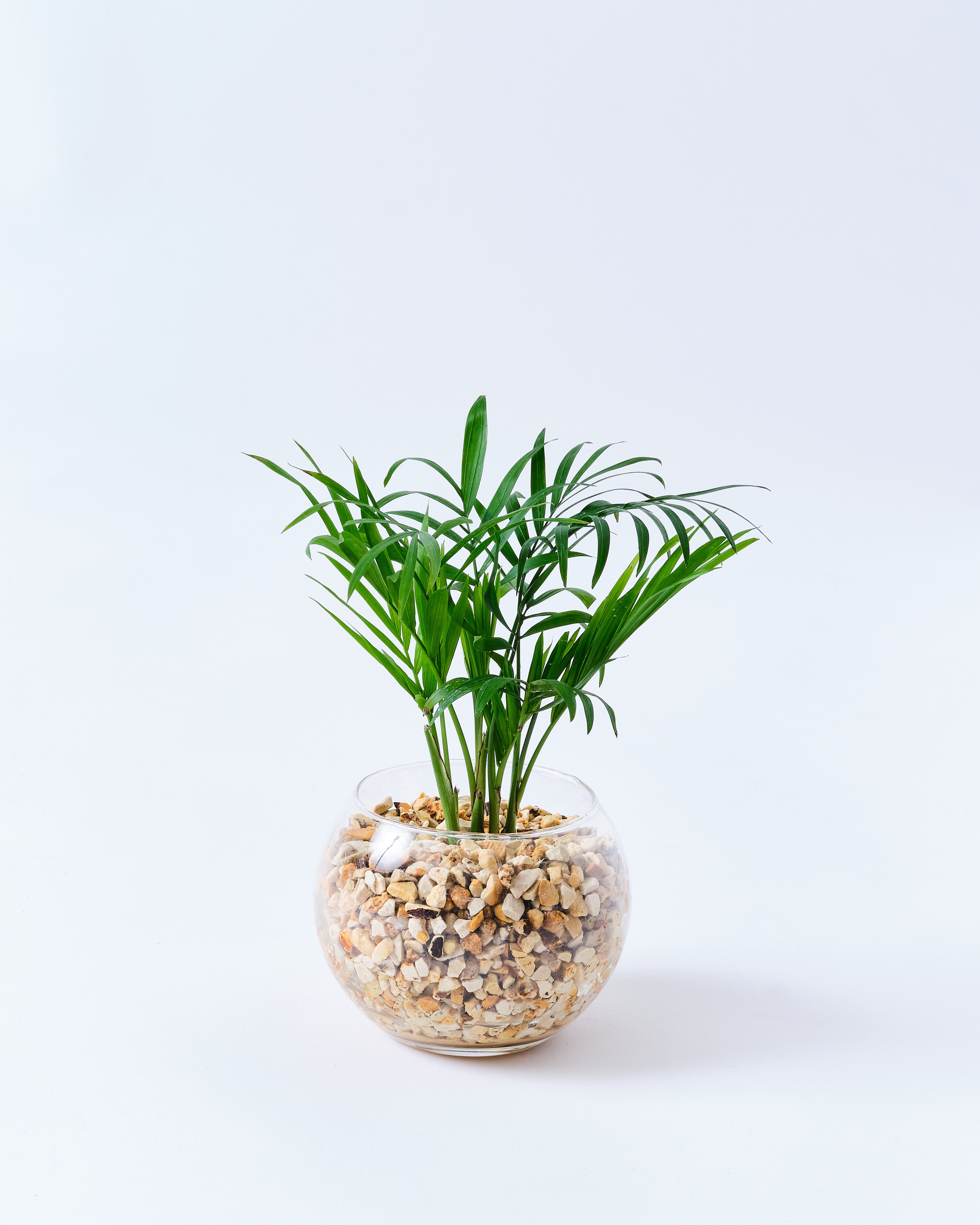 ガラスボールのテーブルヤシ