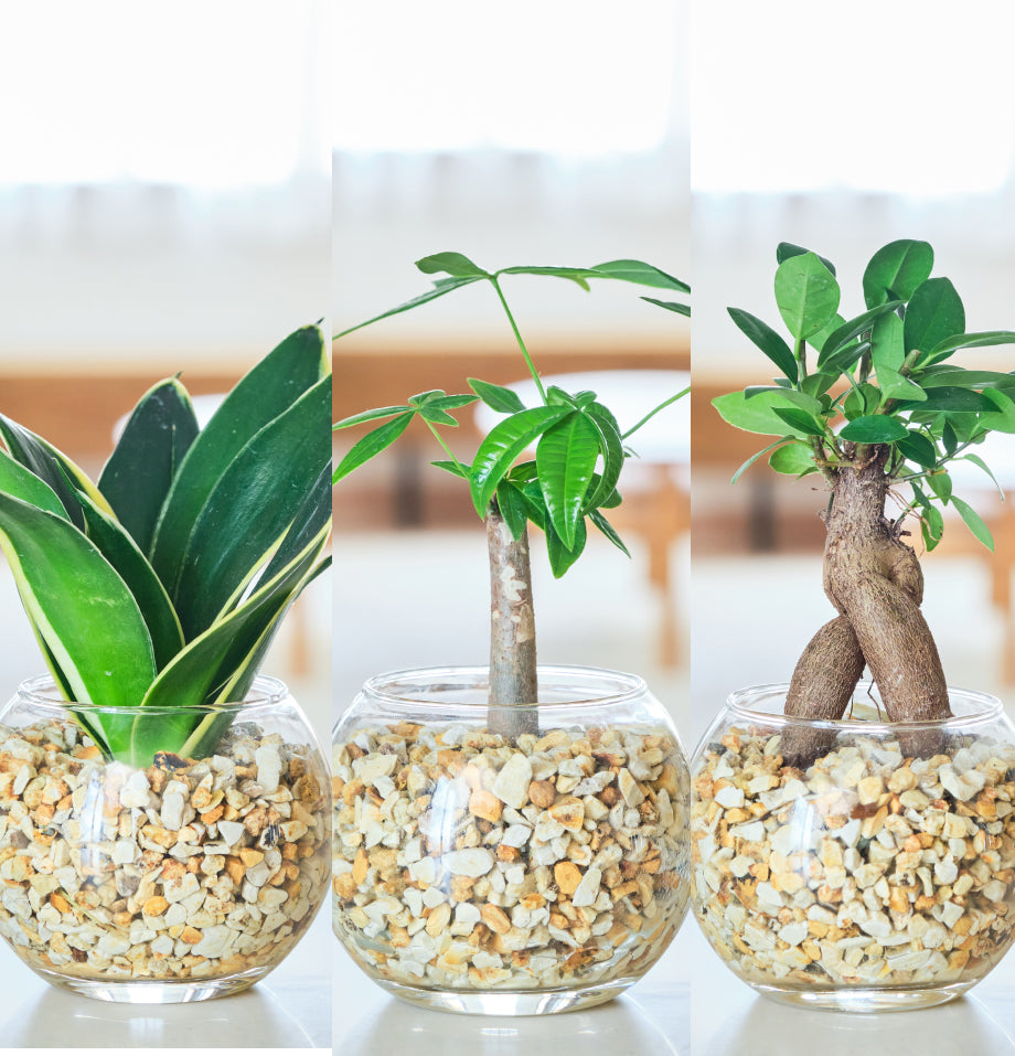 ガラスボールの育てるインテリア・選べる3点セット
