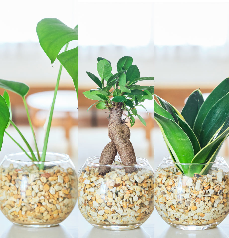 ガラスボールの育てるインテリア・選べる3点セット