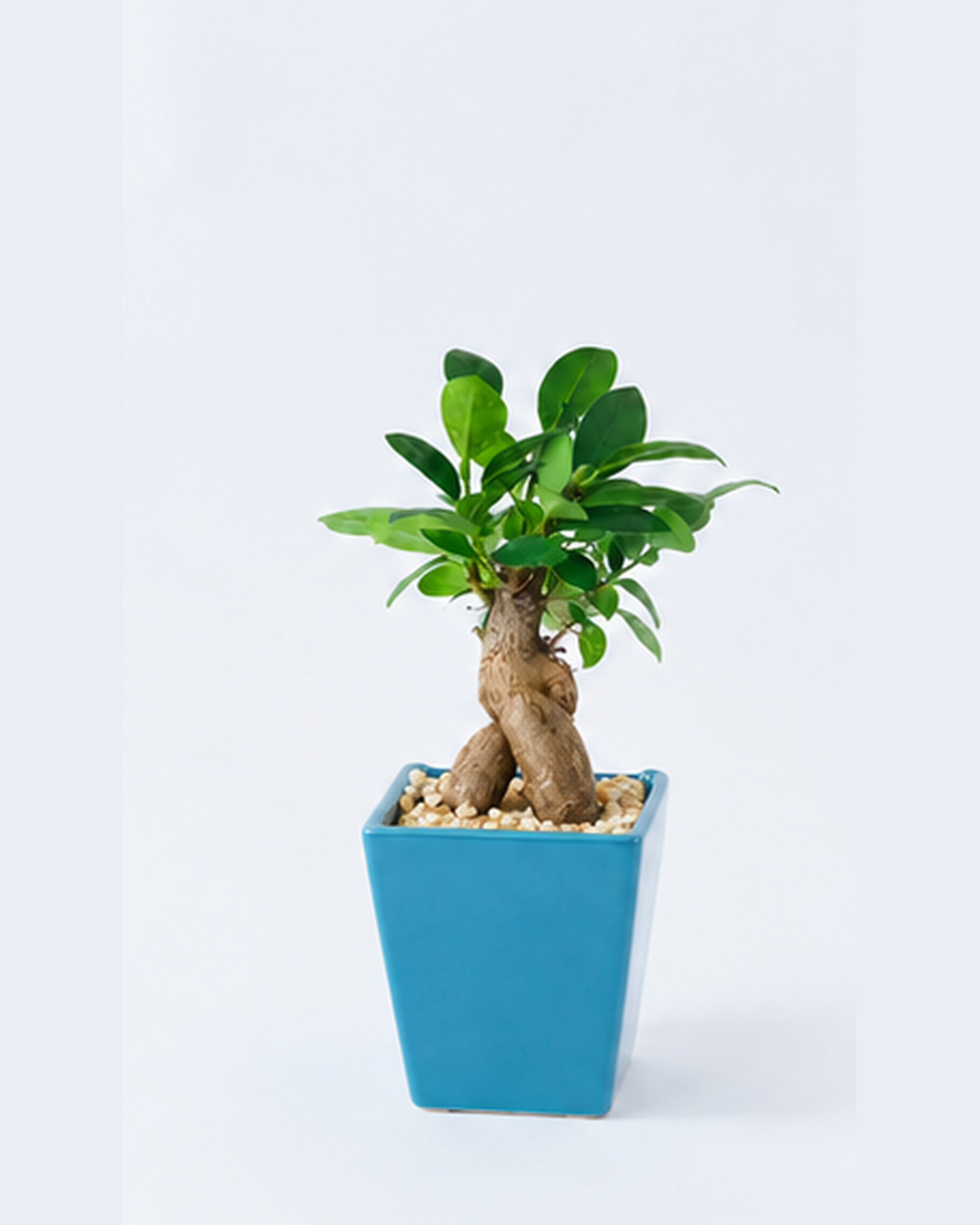 ガジュマル 容器 ターコイズ ハイドロカルチャー 高さ約15cm