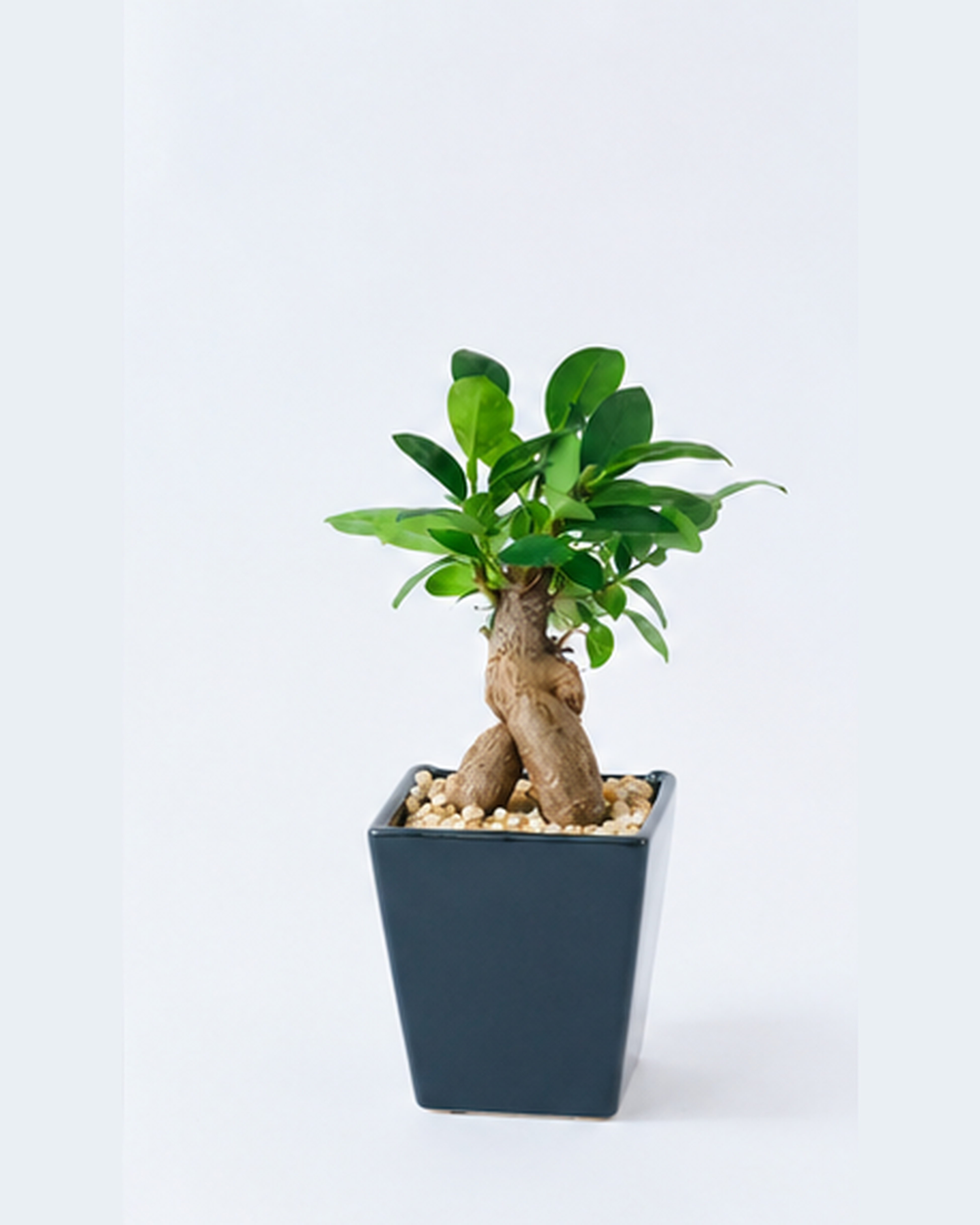 ガジュマル 容器 ネイビー ハイドロカルチャー 高さ約15cm