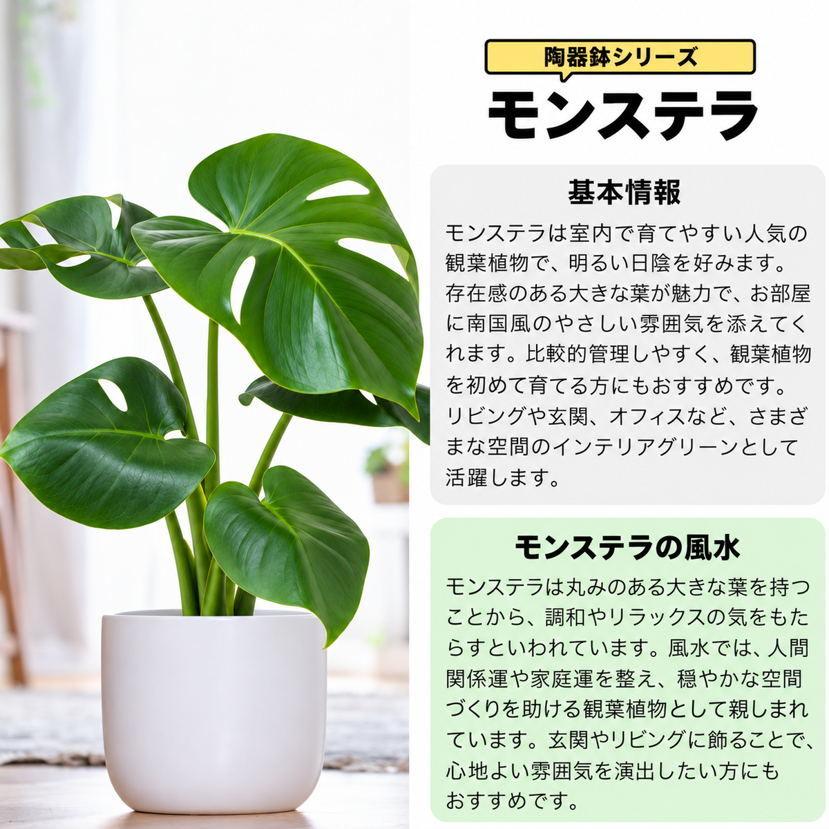 モンステラ 5号陶器鉢 ハイドロカルチャー 高さ約50cm