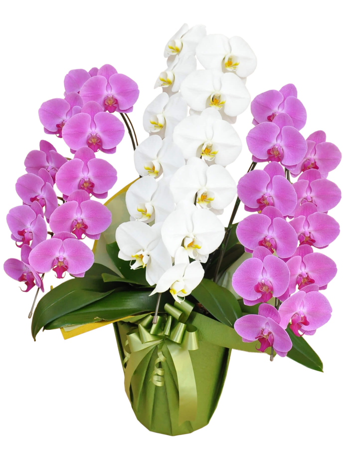 胡蝶蘭 大輪MIX3本立ち 27輪以上(つぼみ込み)(ピンク2本、白1本)