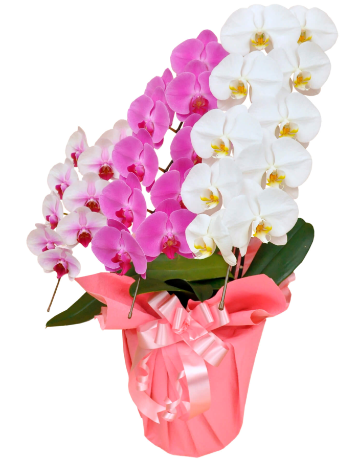 胡蝶蘭 大輪MIX3本立ち 27輪以上(つぼみ込み)(白赤、ピンク、白)