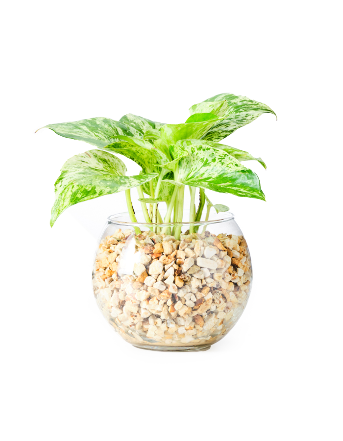 ポトス ハイドロカルチャー 高さ約20cm