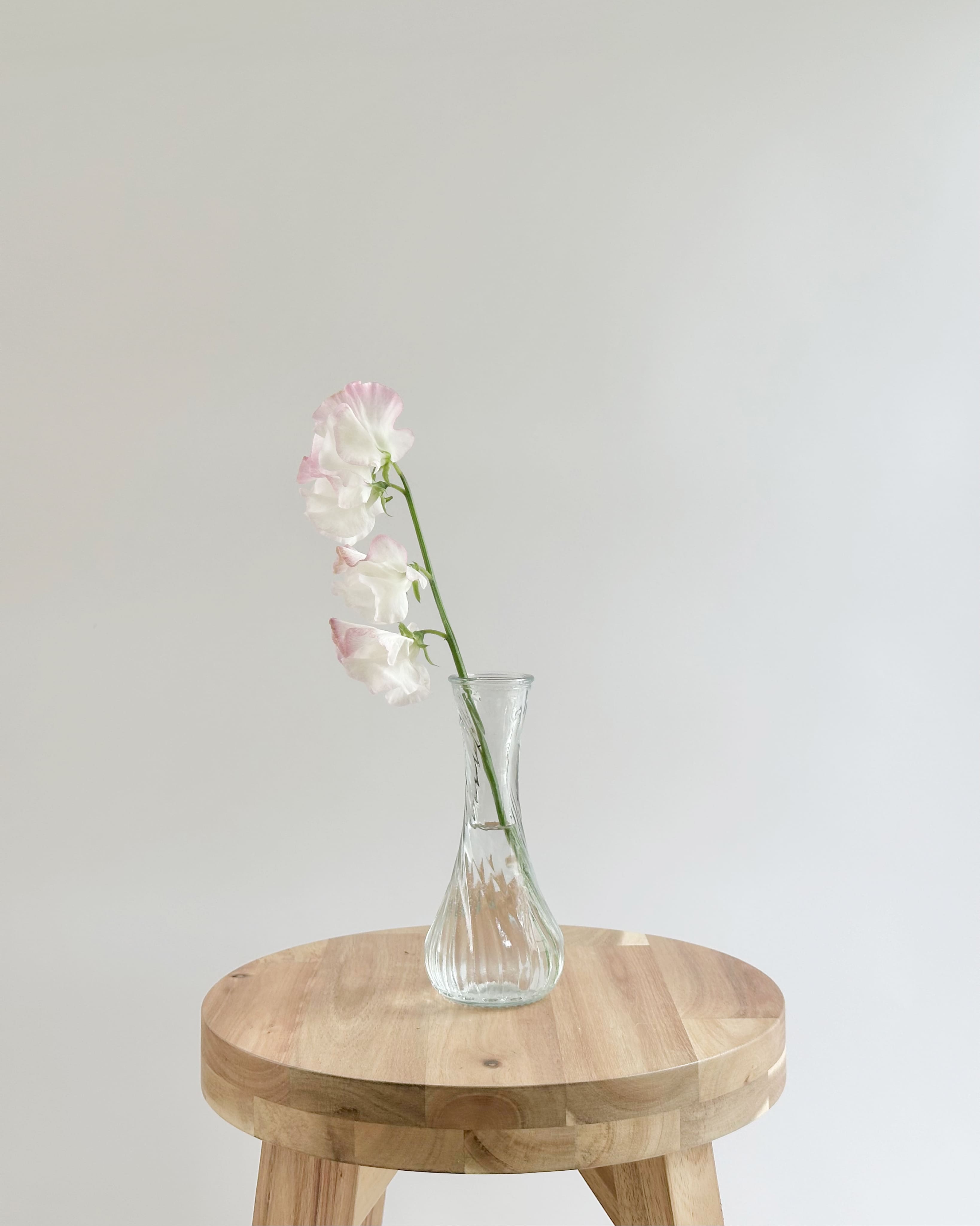 sweetpea-itirin-white