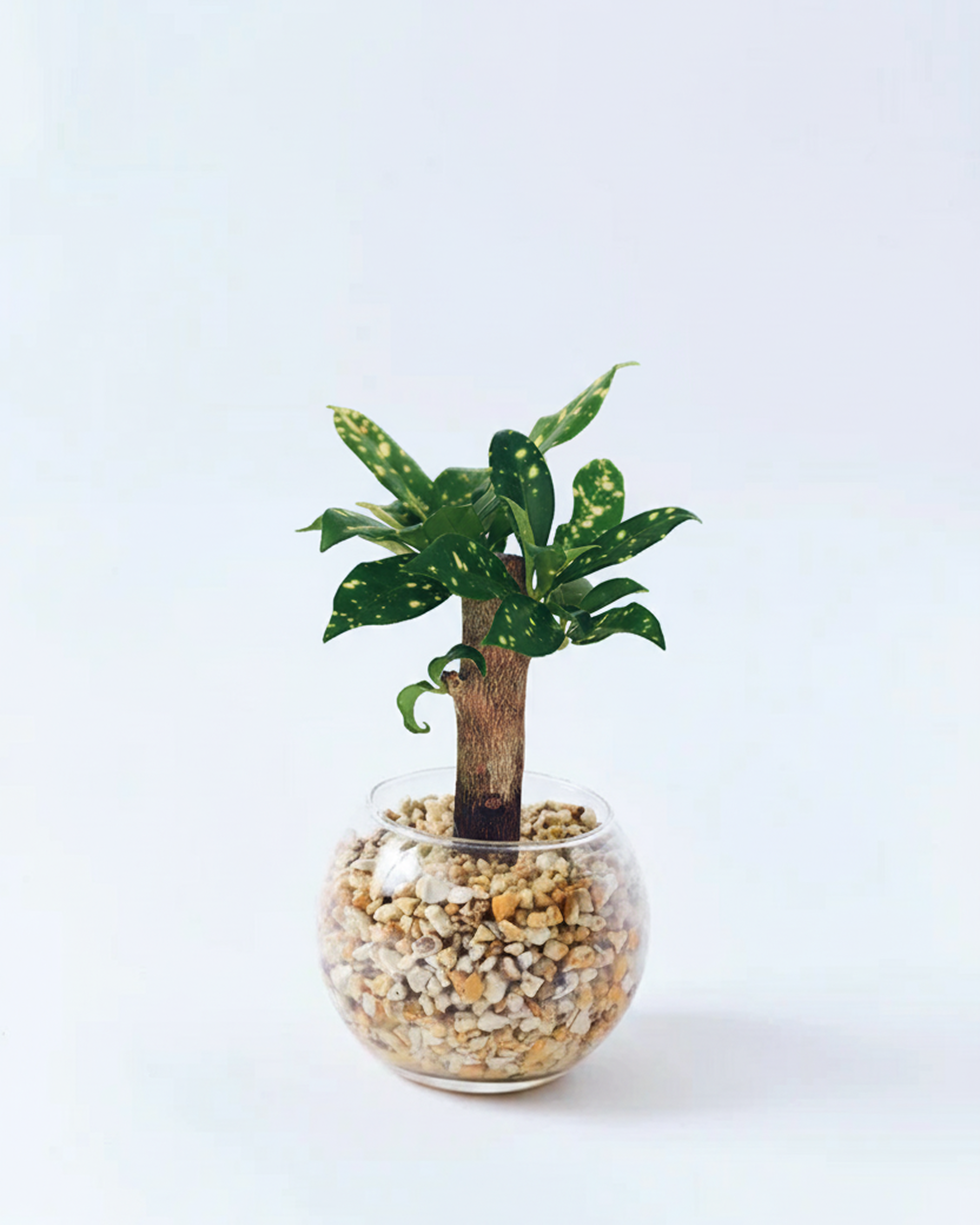 クロトン ハイドロカルチャー 高さ約15cm