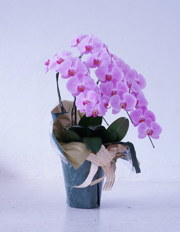 ピンク大輪胡蝶蘭3本立ち30輪程度(つぼみ数含む)