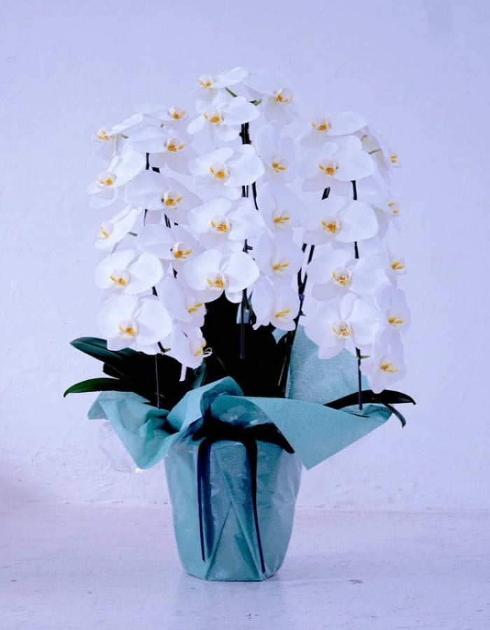 白大輪胡蝶蘭3本立ち30輪程度(つぼみ数含む)