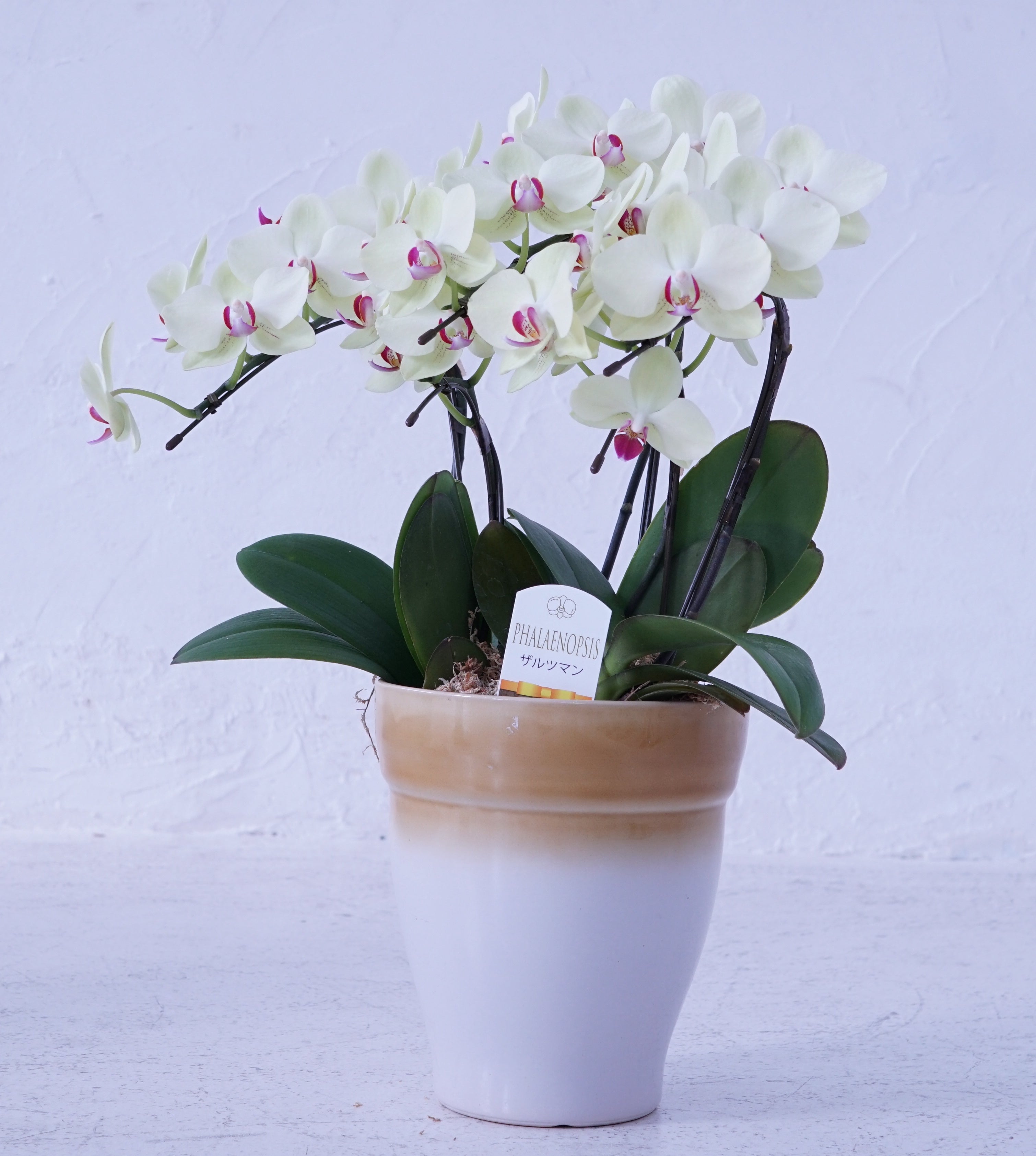 ミディ胡蝶蘭 黄色 3本立ち