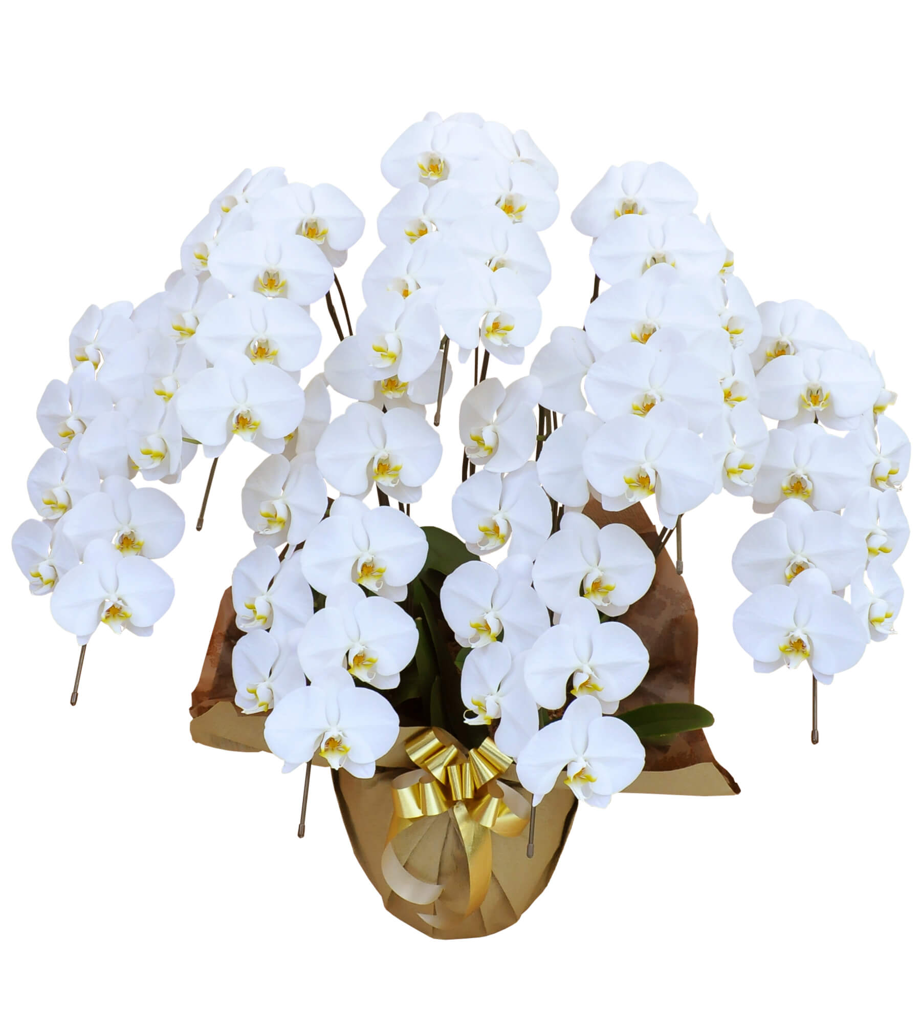 胡蝶蘭 白大輪7本立ち 84輪以上(つぼみ込み)