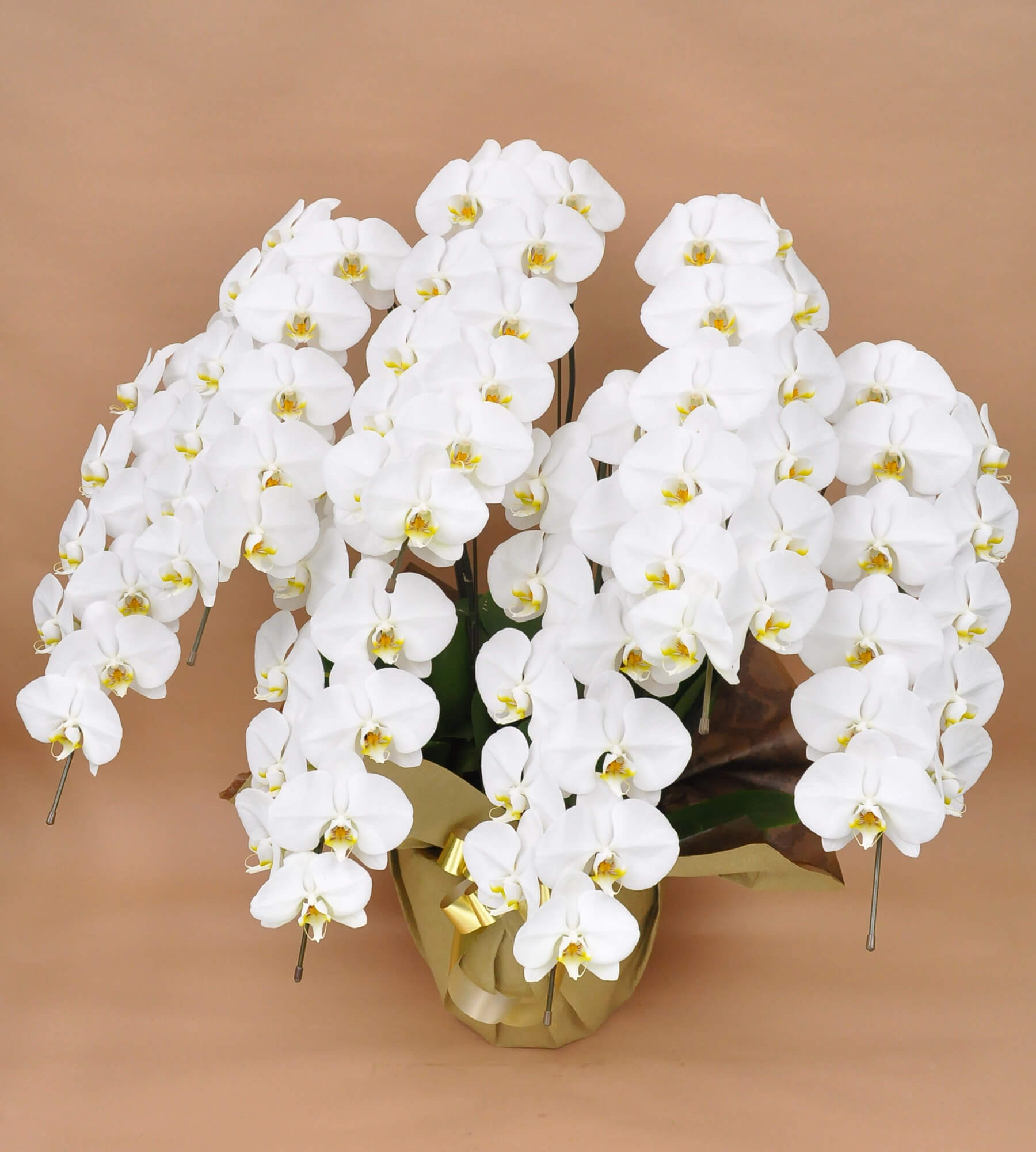 胡蝶蘭 白大輪7本立ち 91輪以上(つぼみ込み)