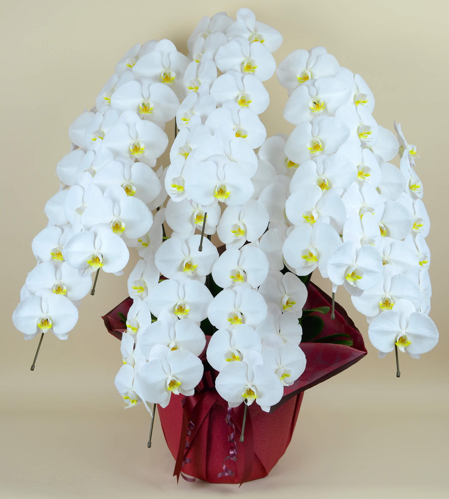 胡蝶蘭 白大輪7本立ち 98輪以上(つぼみ込み)