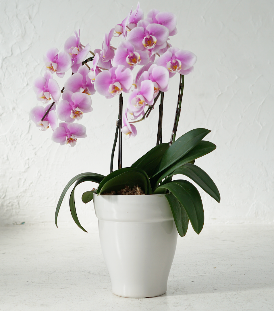 ミディ胡蝶蘭 ピンク 3本立ち 21輪以上